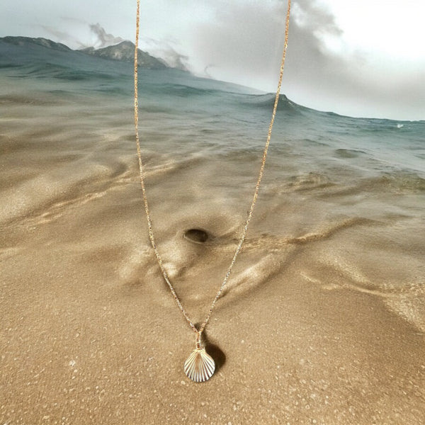 Every Seashell Has a Story