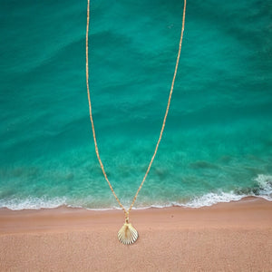 Every Seashell Has a Story
