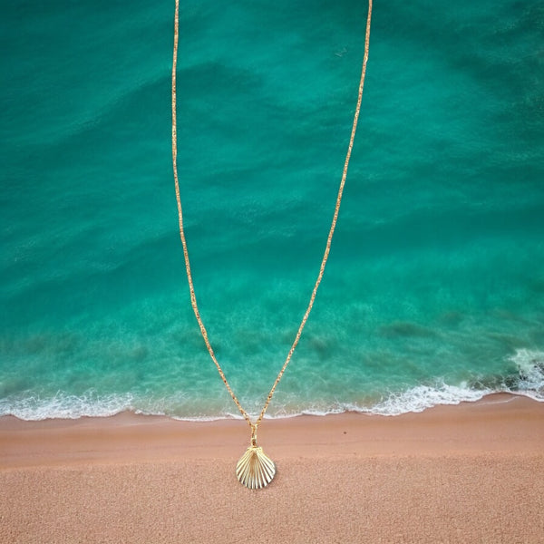 Every Seashell Has a Story